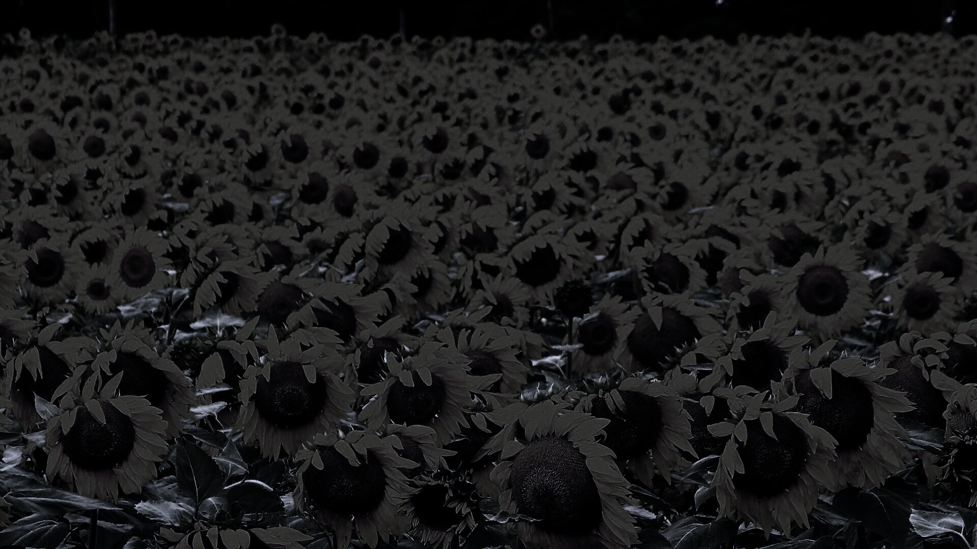 Поле подсолнухов обои