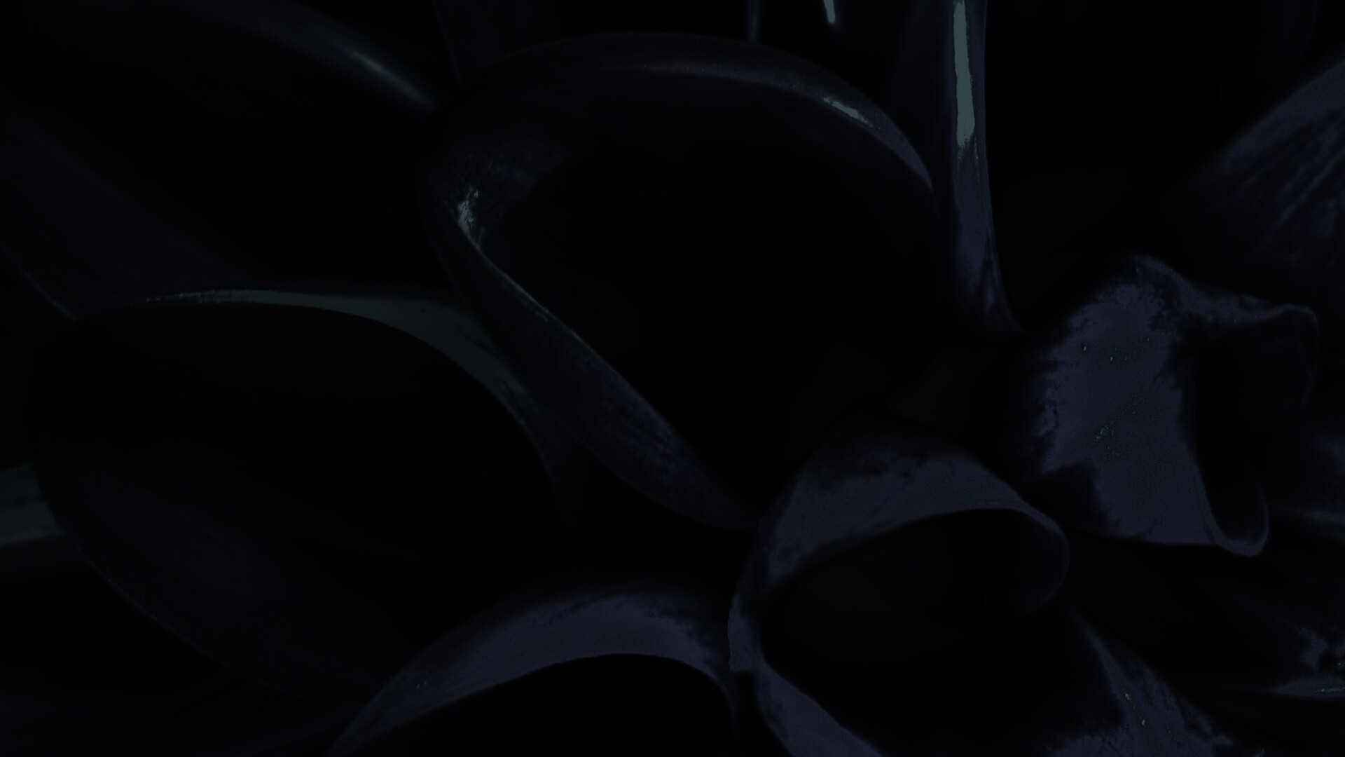 Лепестки обои