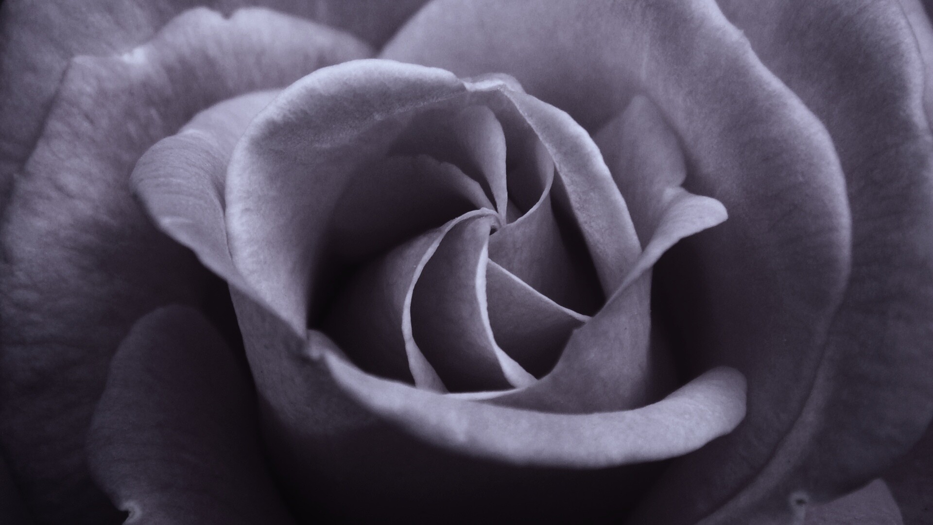 Идеальная роза обои