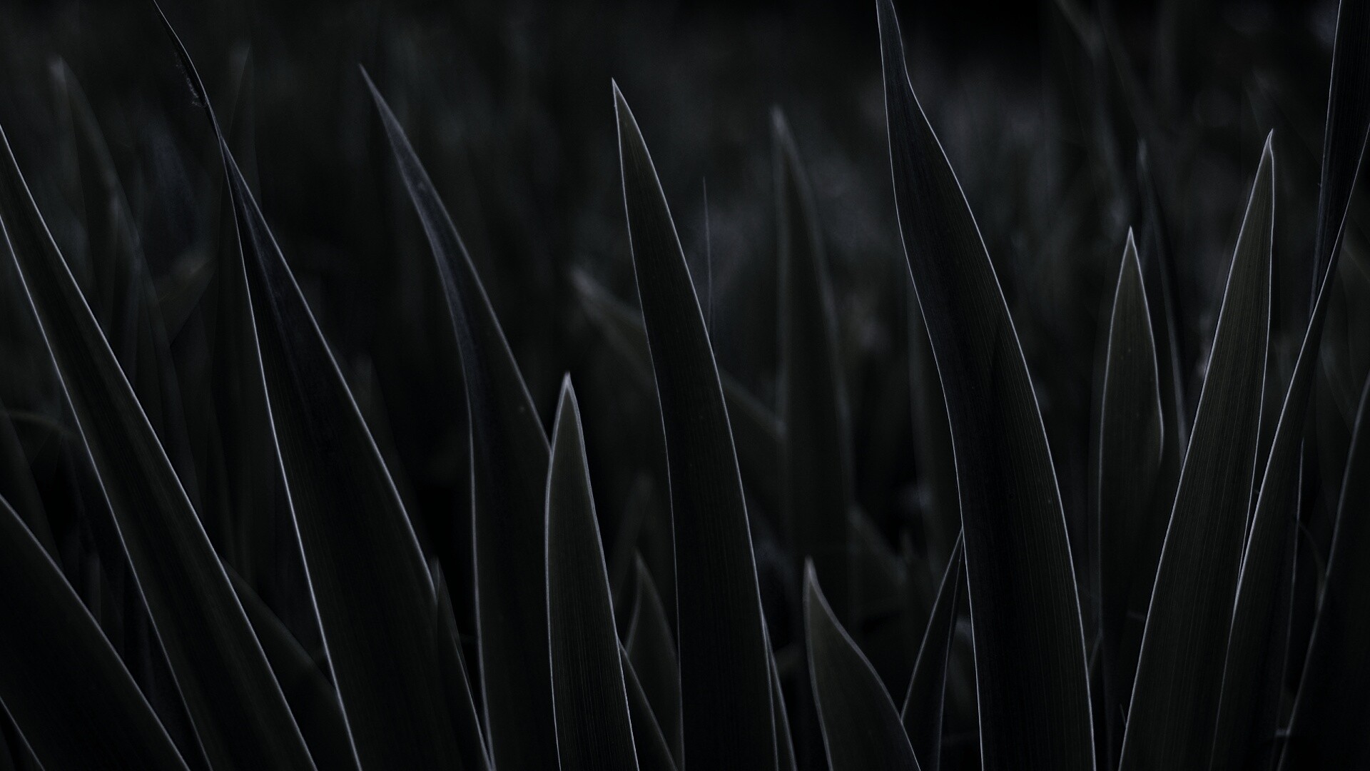 Идеальная зелень обои