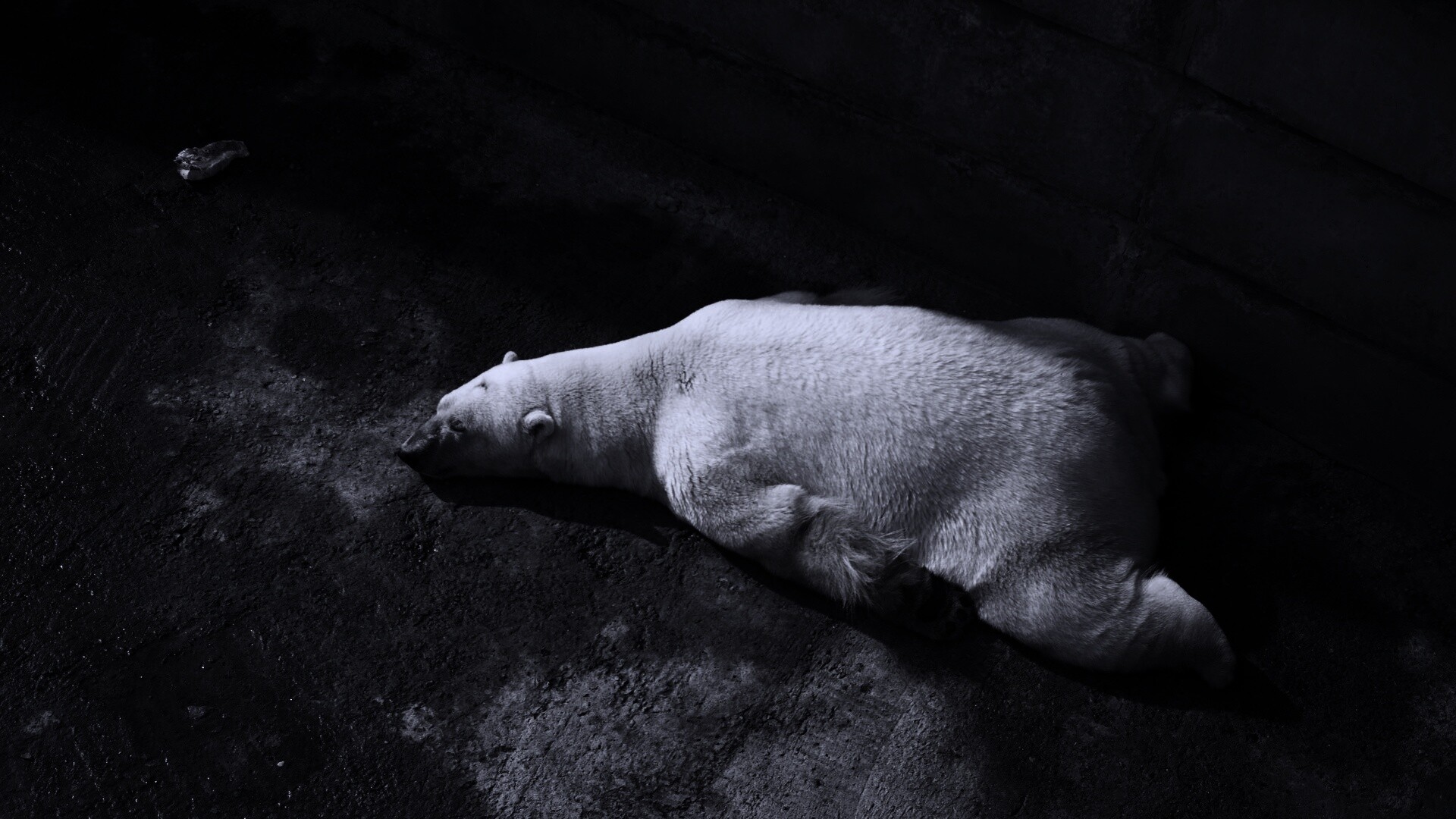 Мы можем их спасти обои