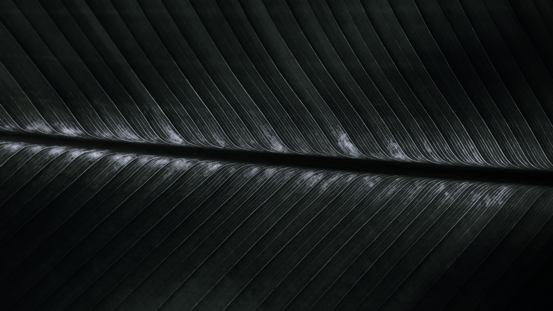 Пальмовый лист на солнце обои