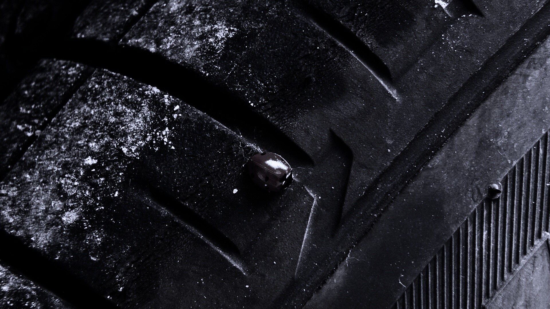 Божья коровка на автомобильной покрышке обои