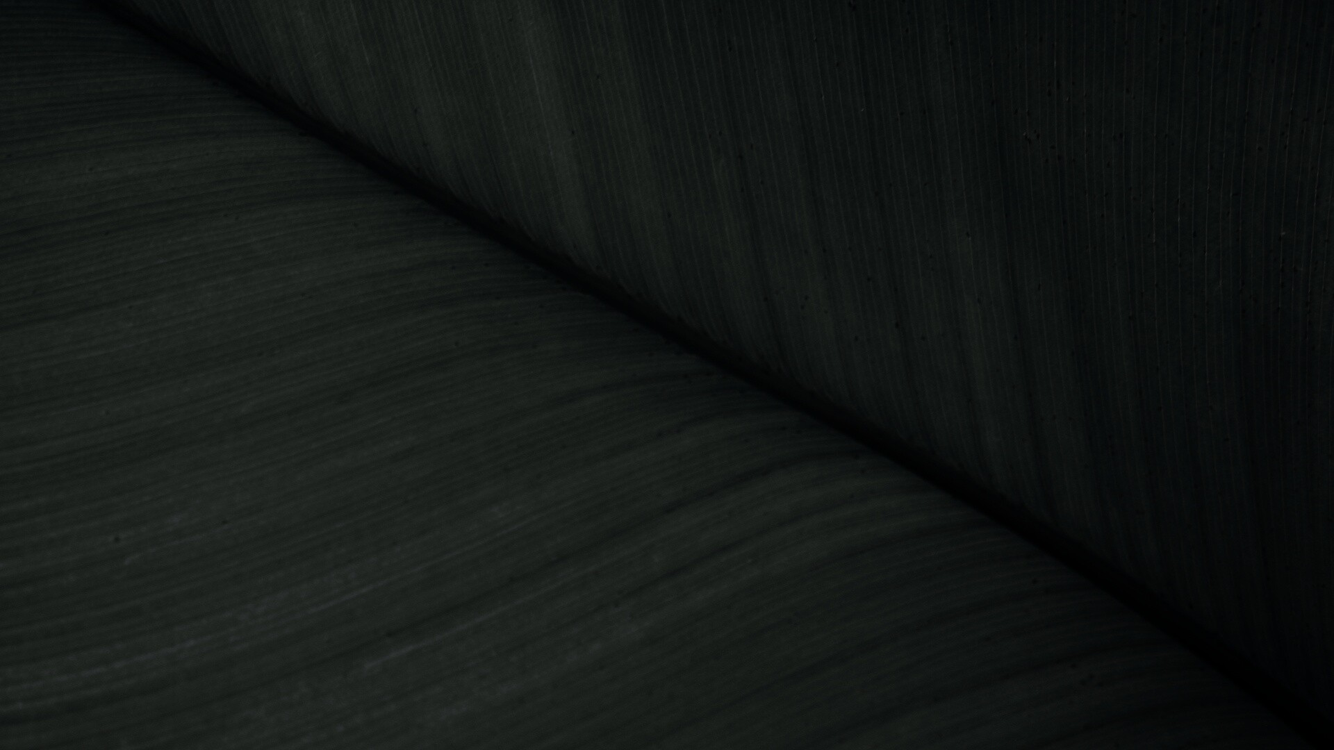 Зеленый лист обои