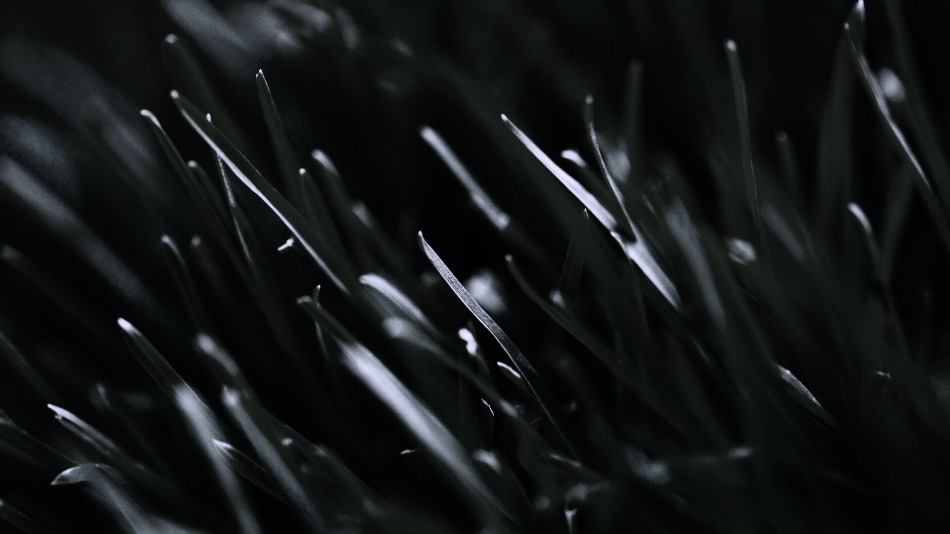 Зеленая свежая трава обои