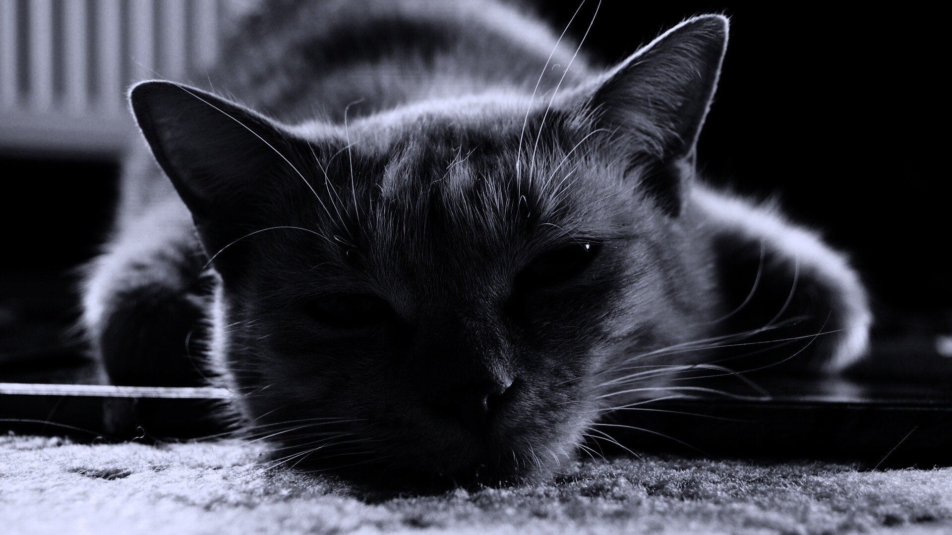 Кошара обои