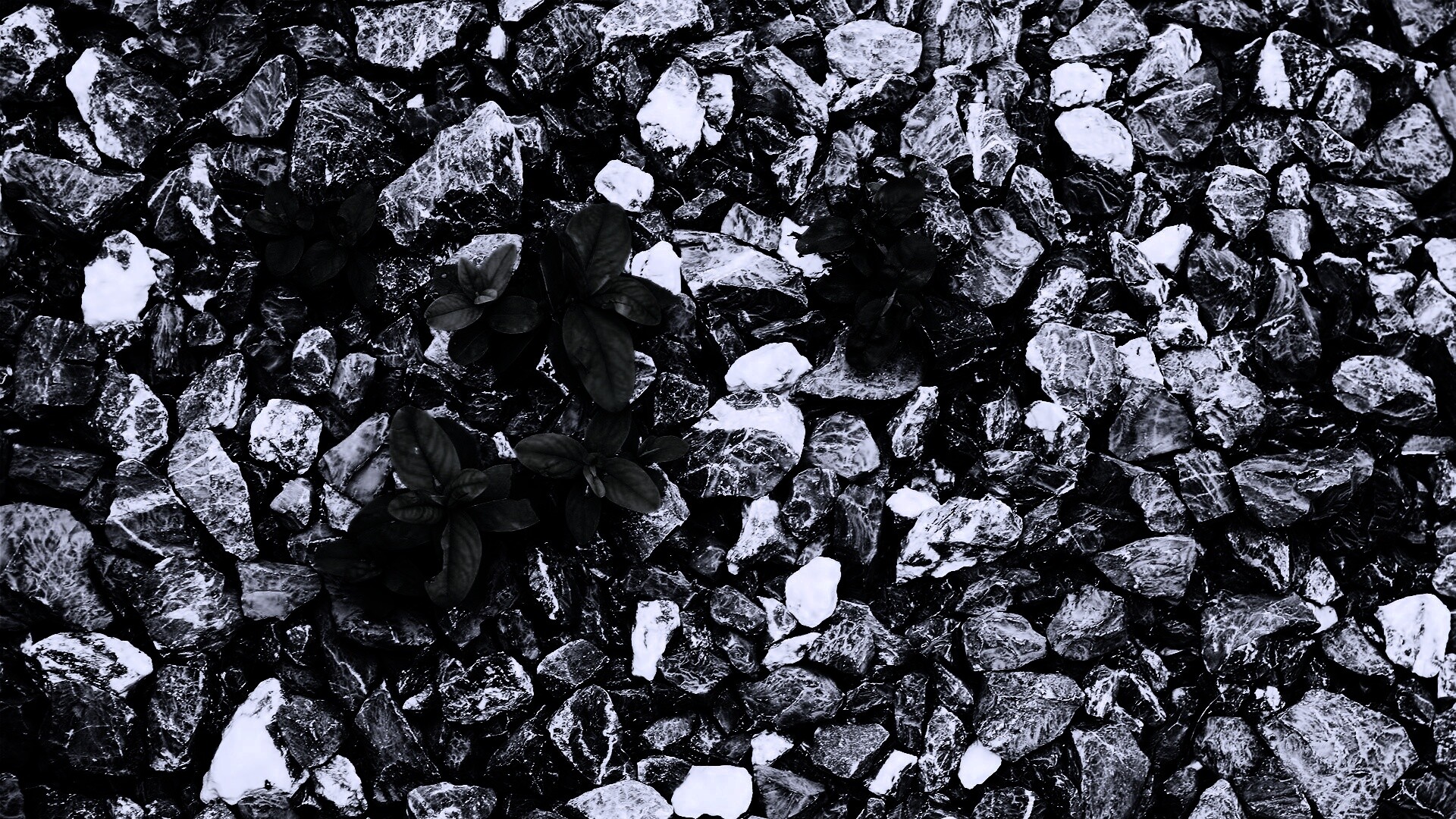 Цветы среди камней обои