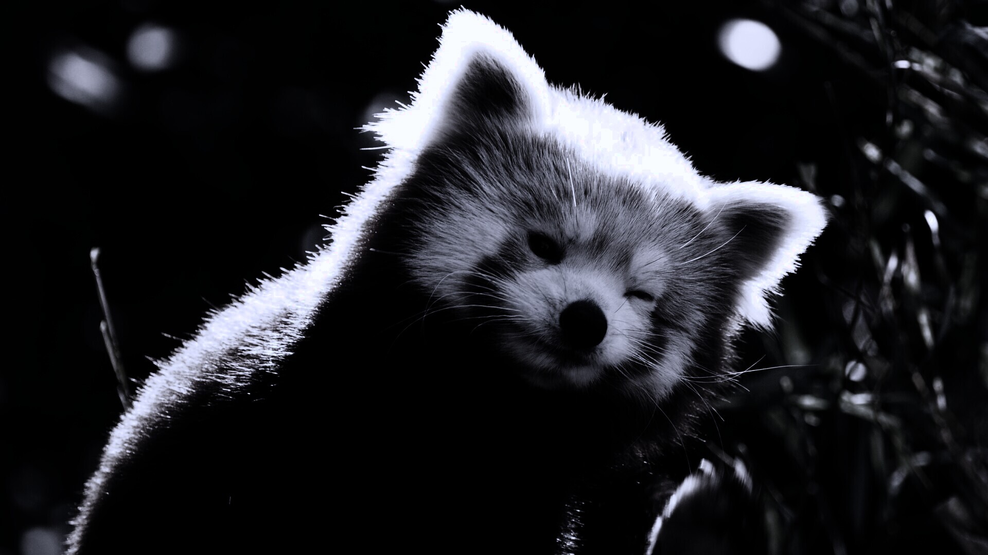 Красная панда подмигивает обои