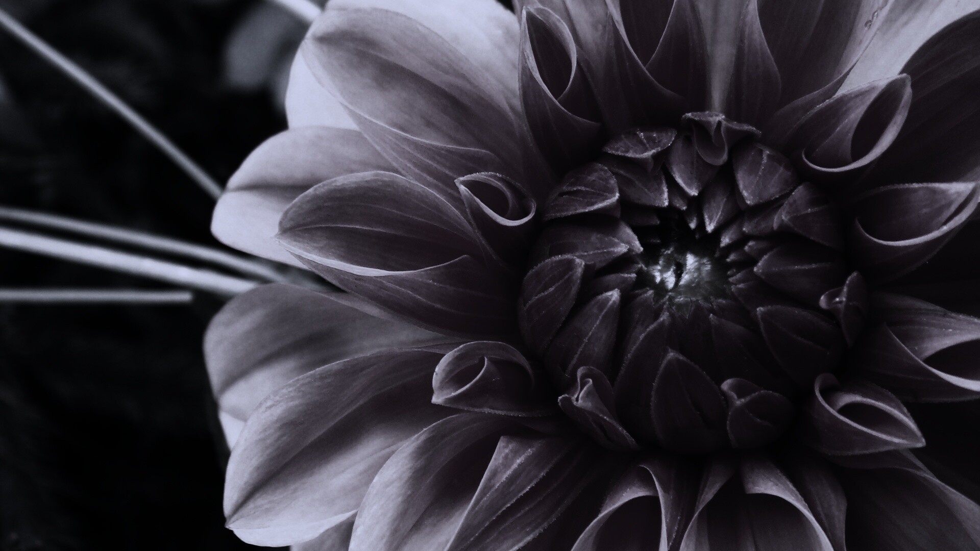 Аленький цветочек обои