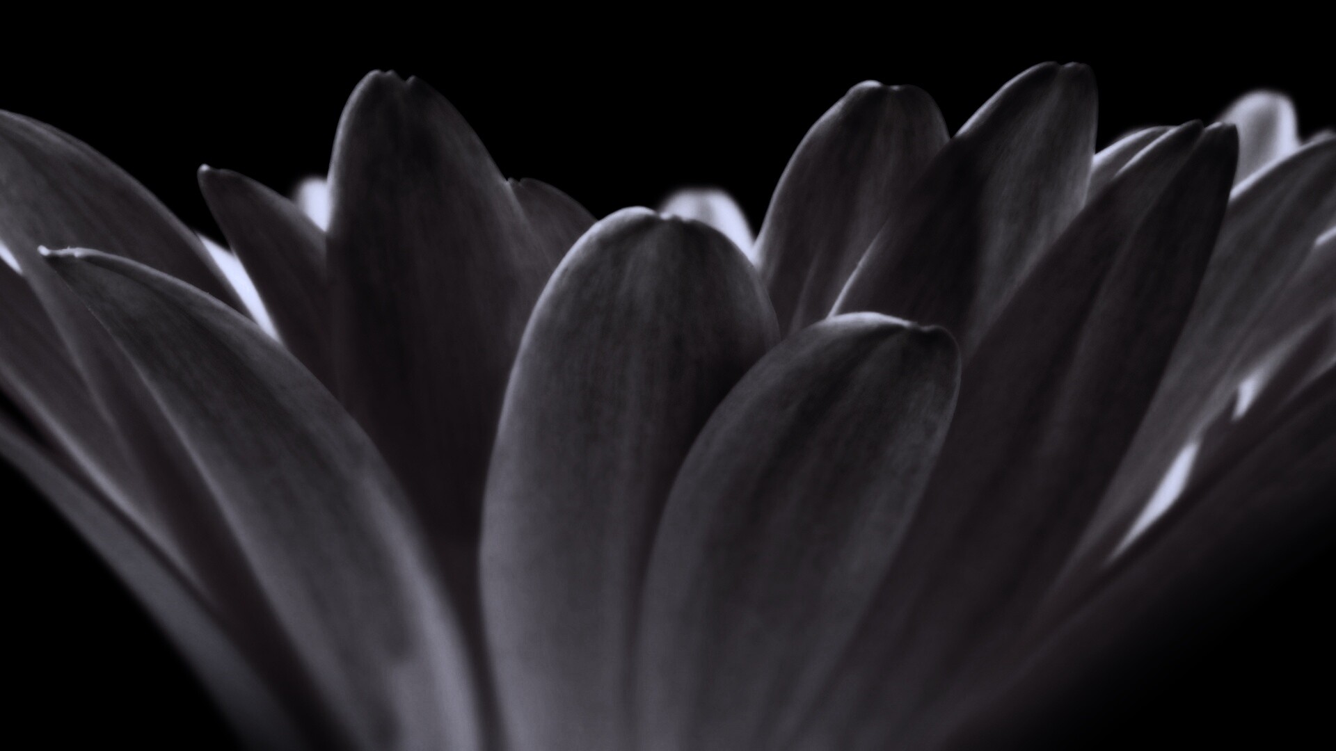 Цветочные лепестки обои