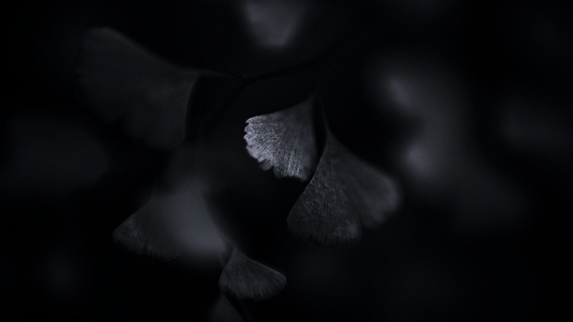 Дикие зеленые листья обои