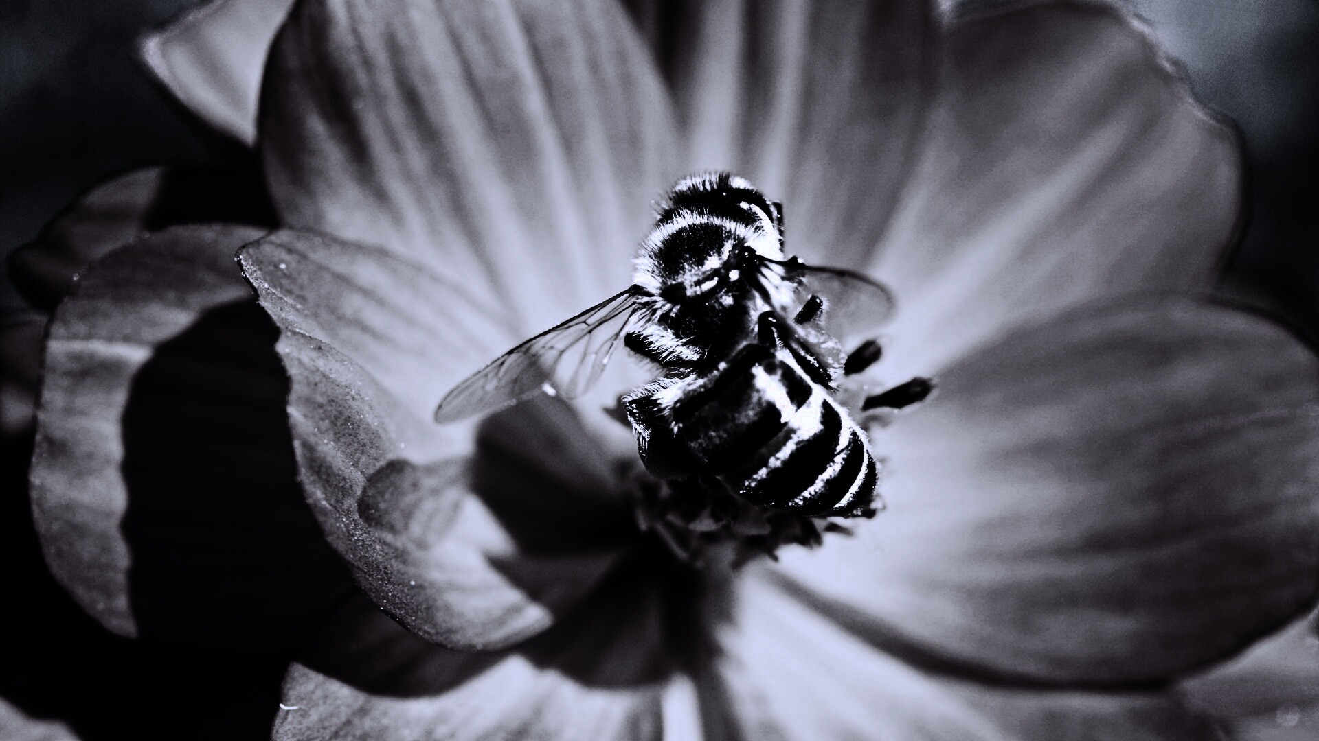 Пчела на цветке обои