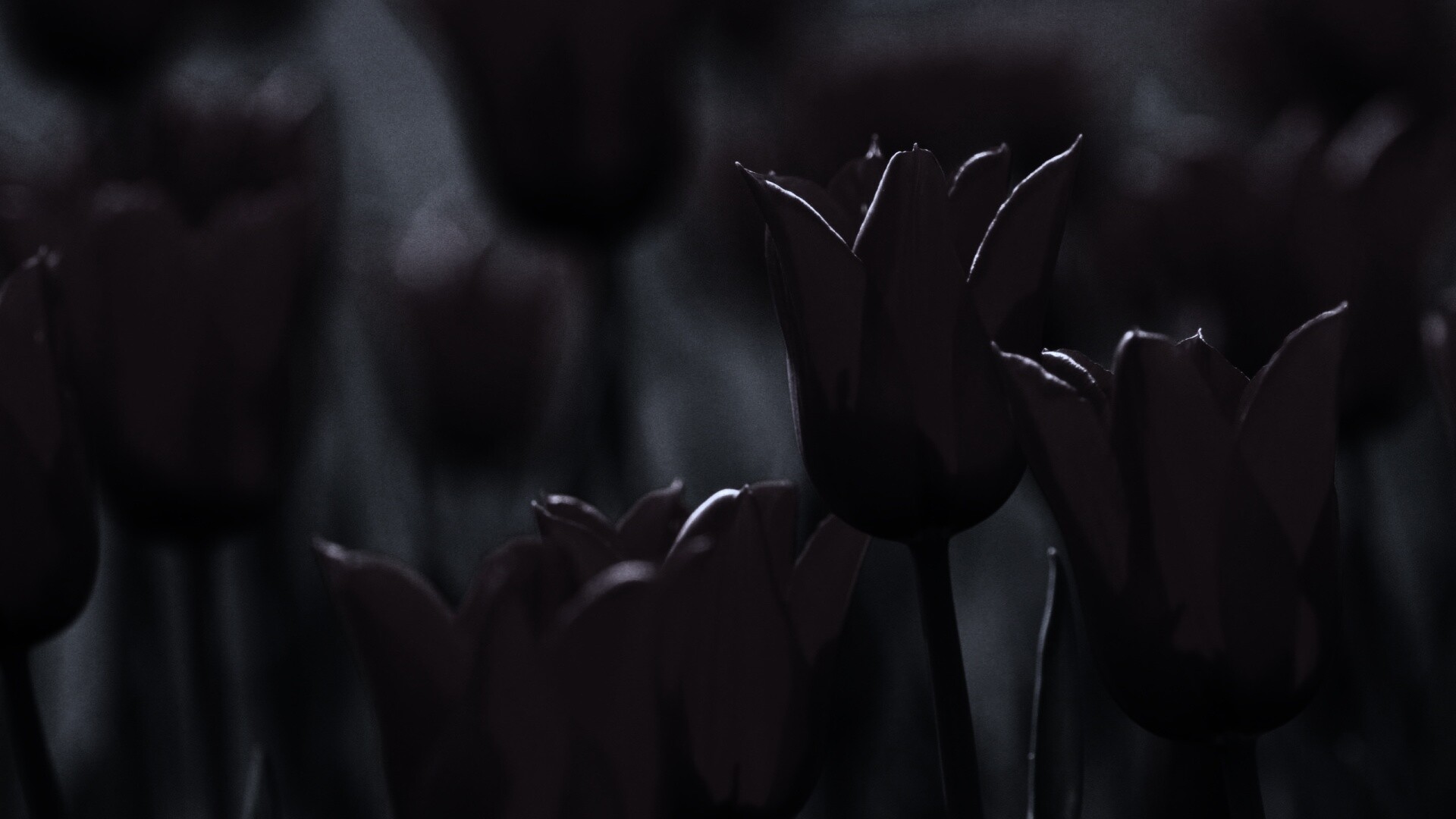 Красные цветы обои