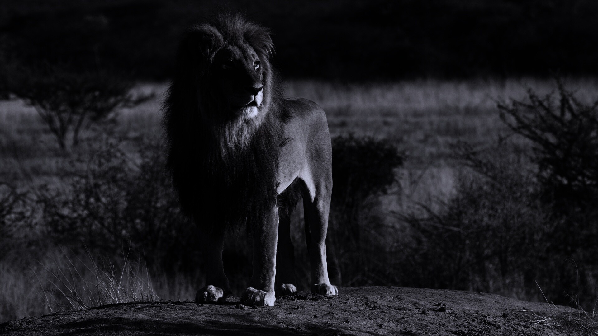 Царь зверей обои