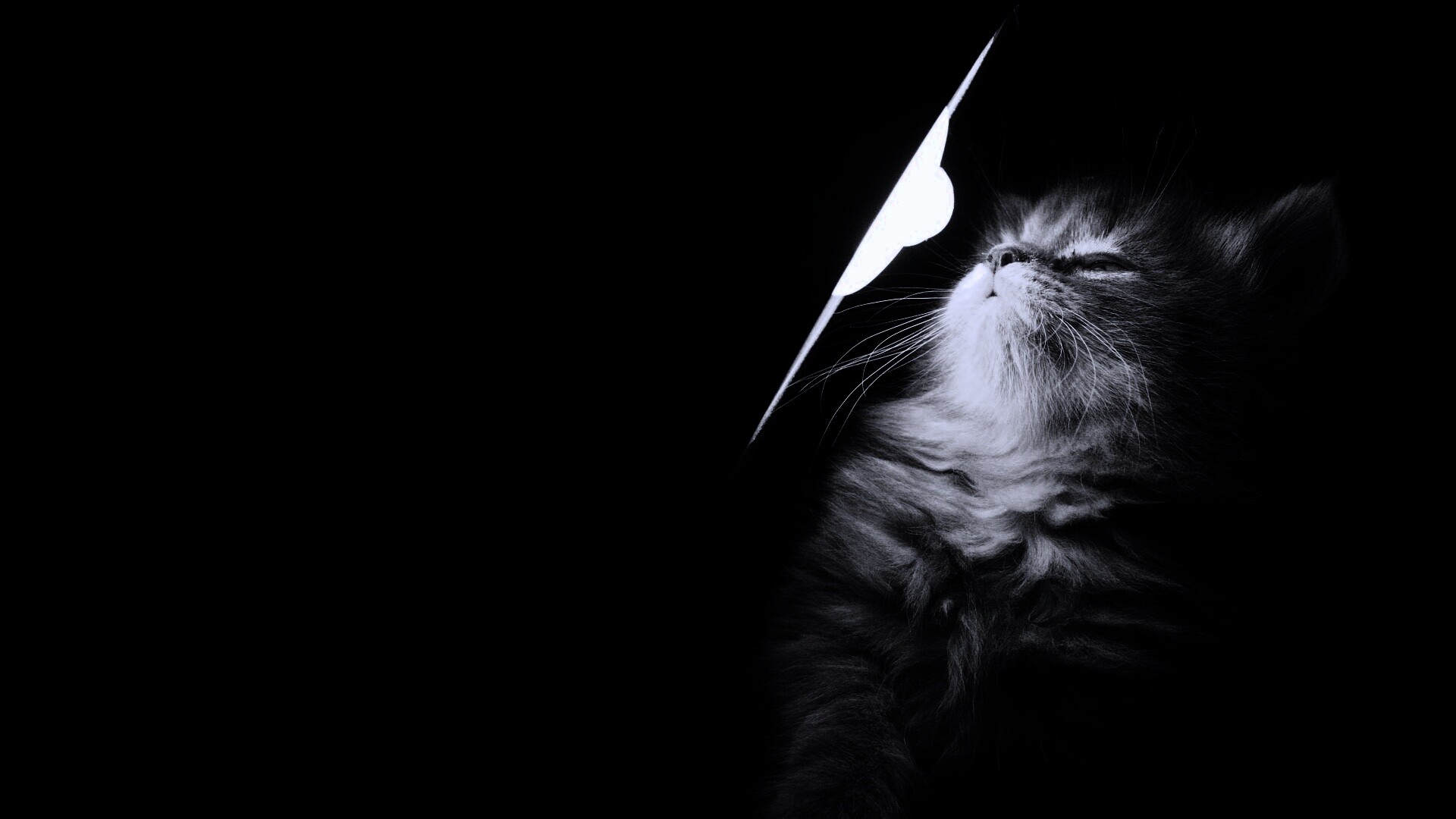 Котя на свету обои