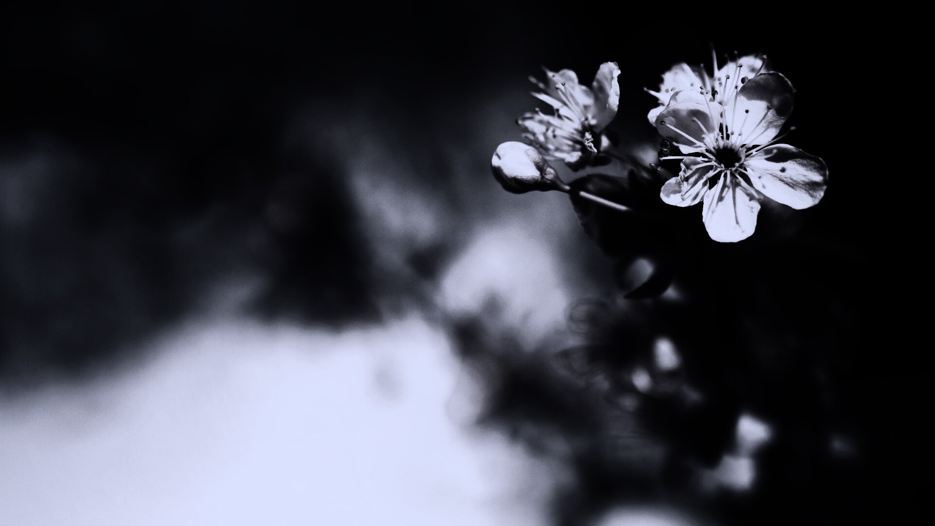 Цветок вишни обои