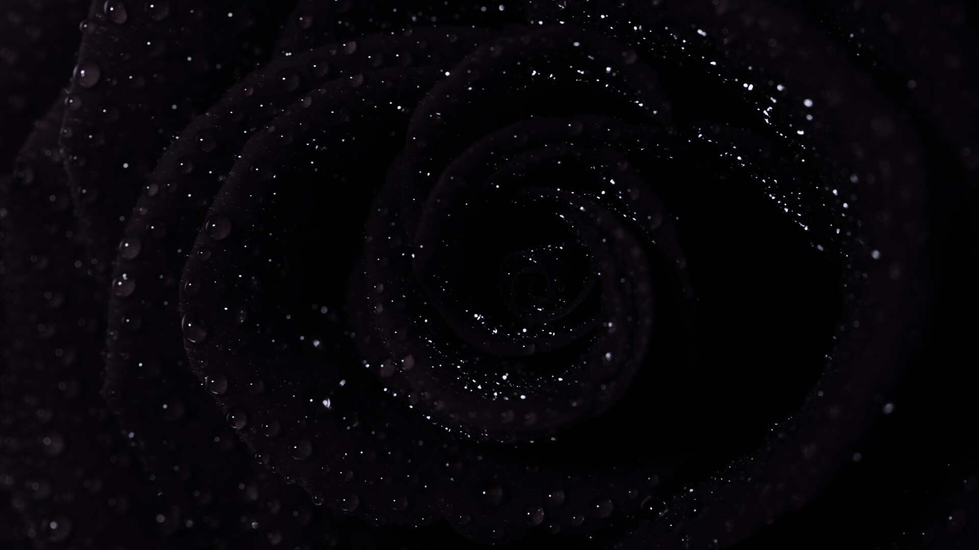 Красная роза обои