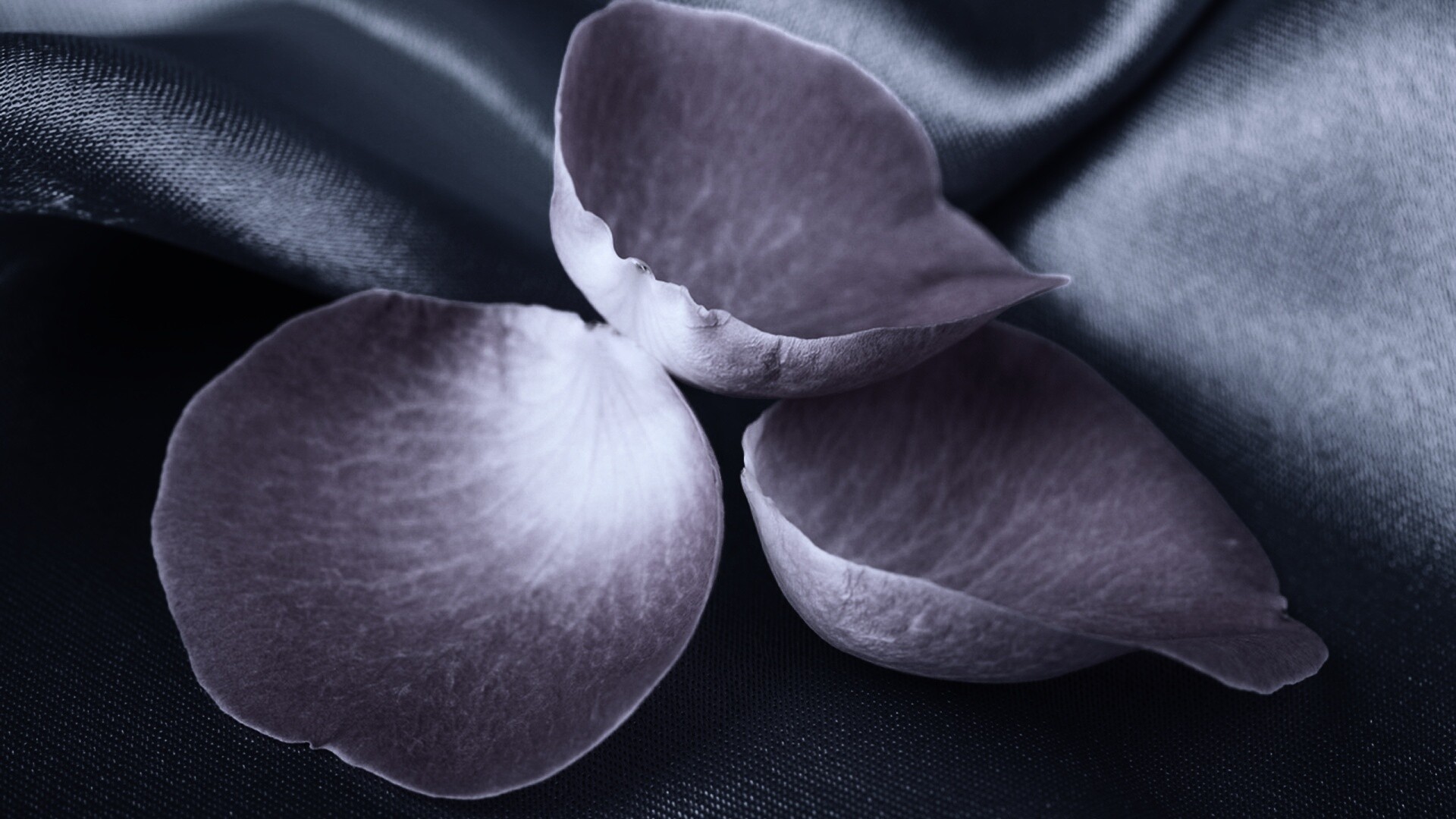 Лепестки розы на голубой ткани обои