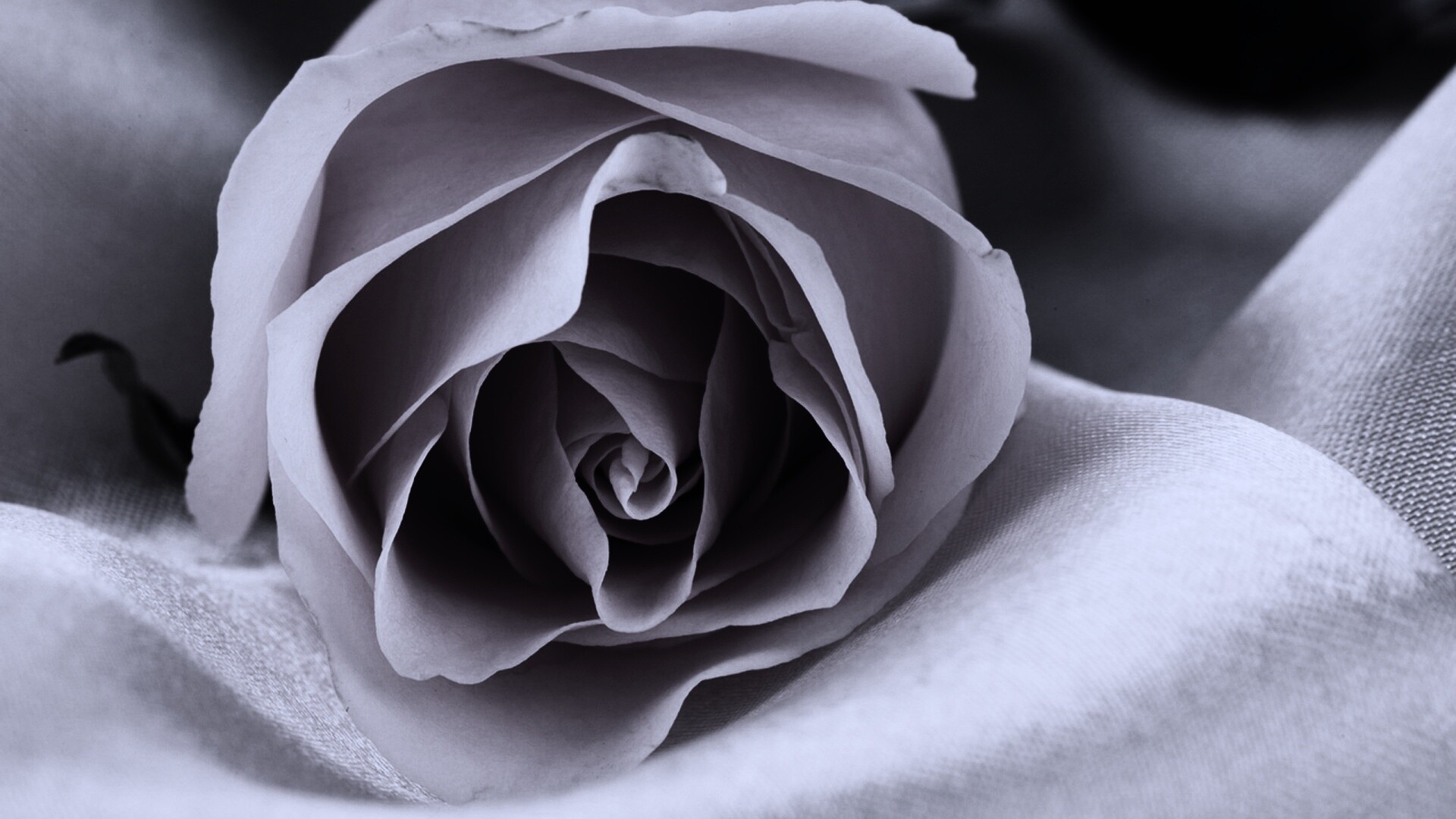 Нежная роза обои