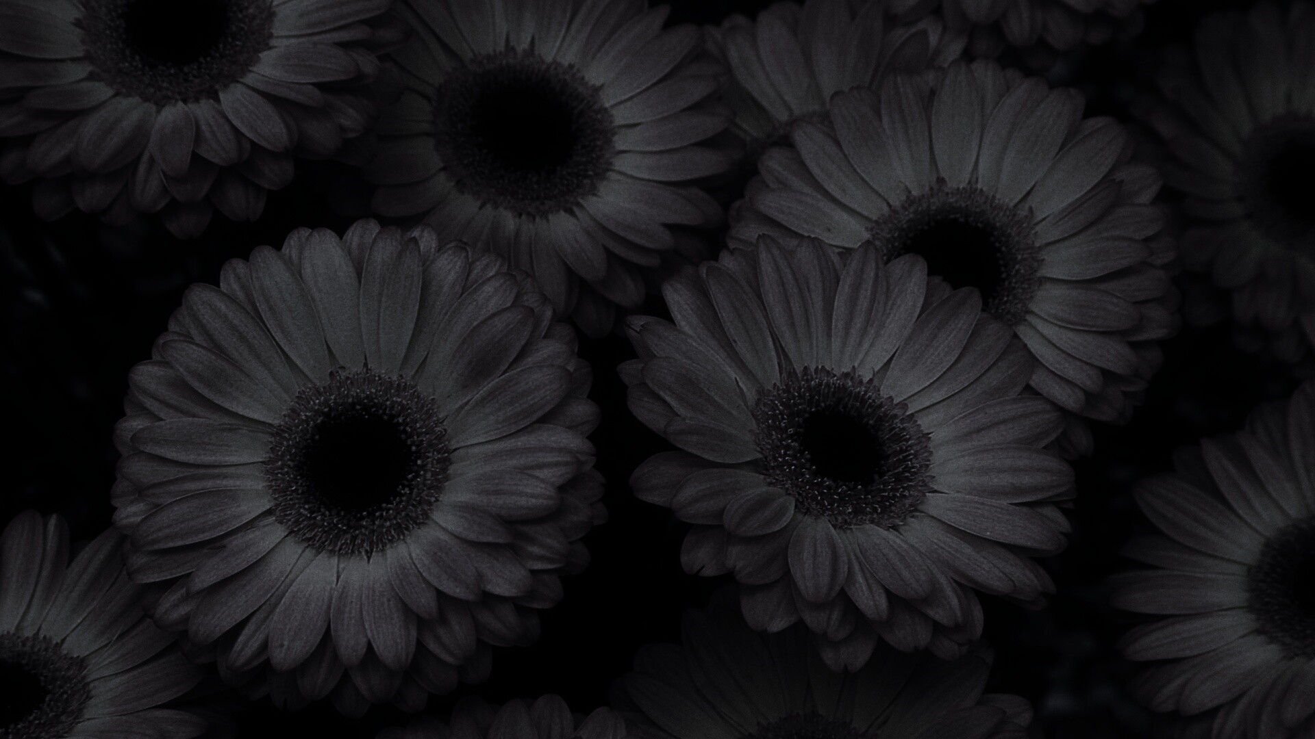 Желтые герберы обои