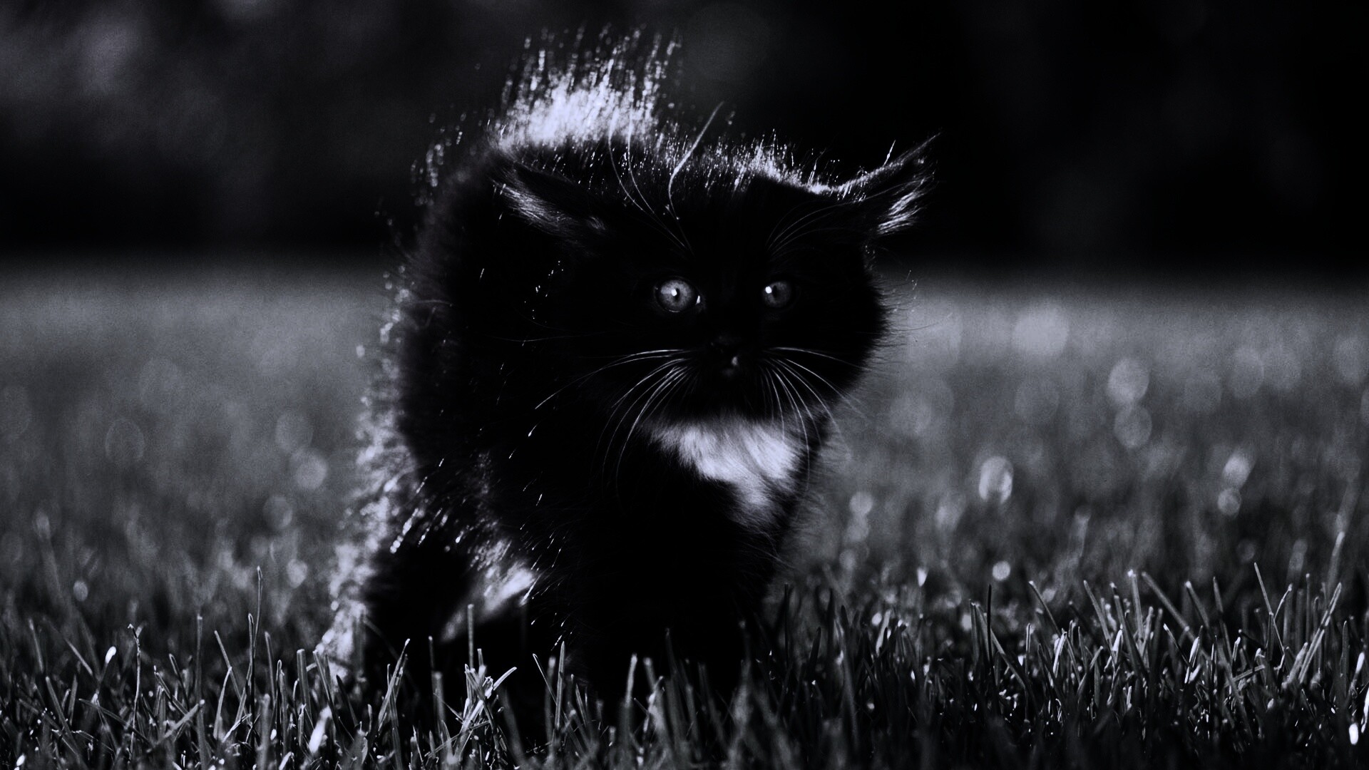 Кот воитель обои