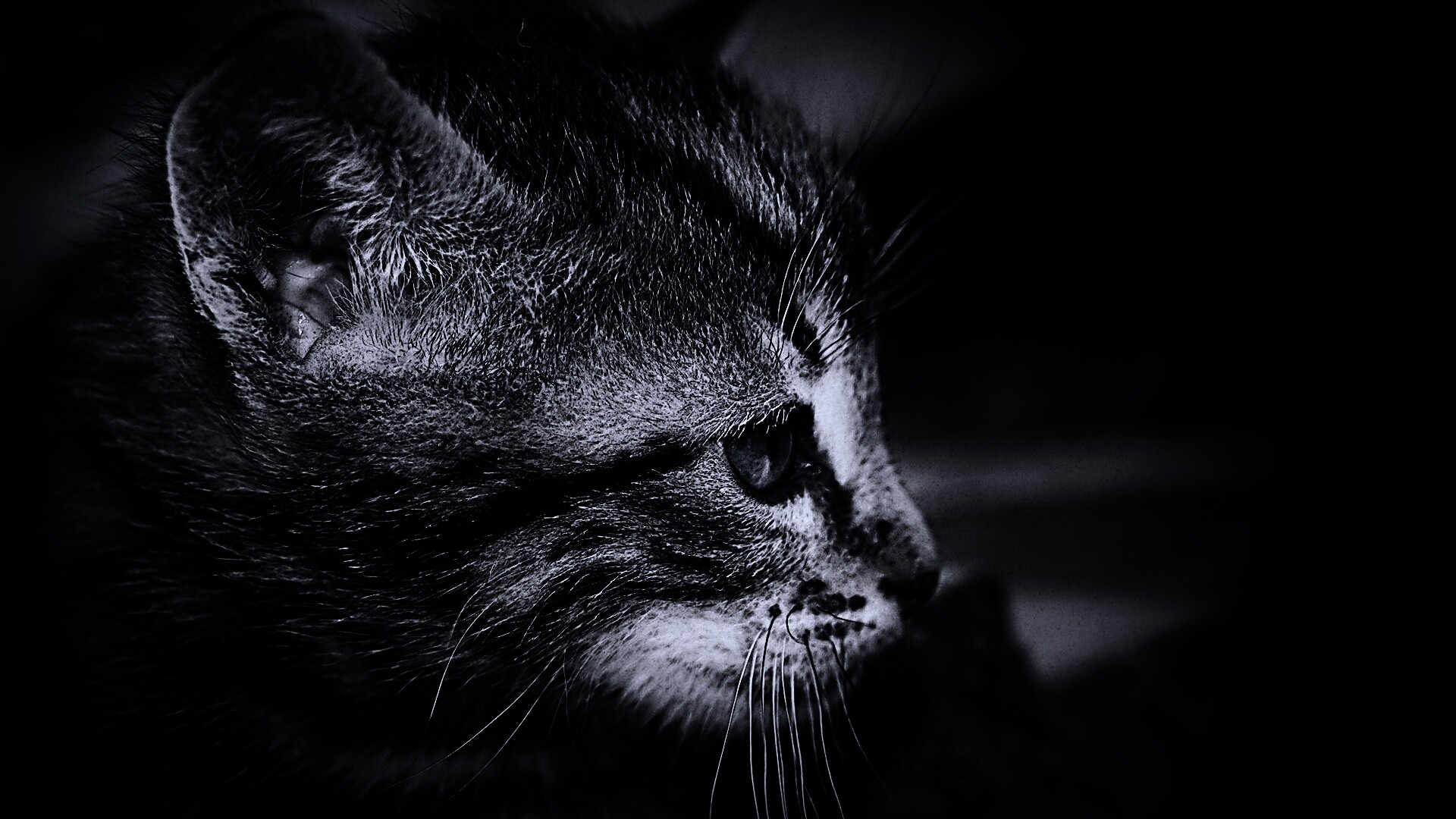 Котенок с голубыми глазами обои