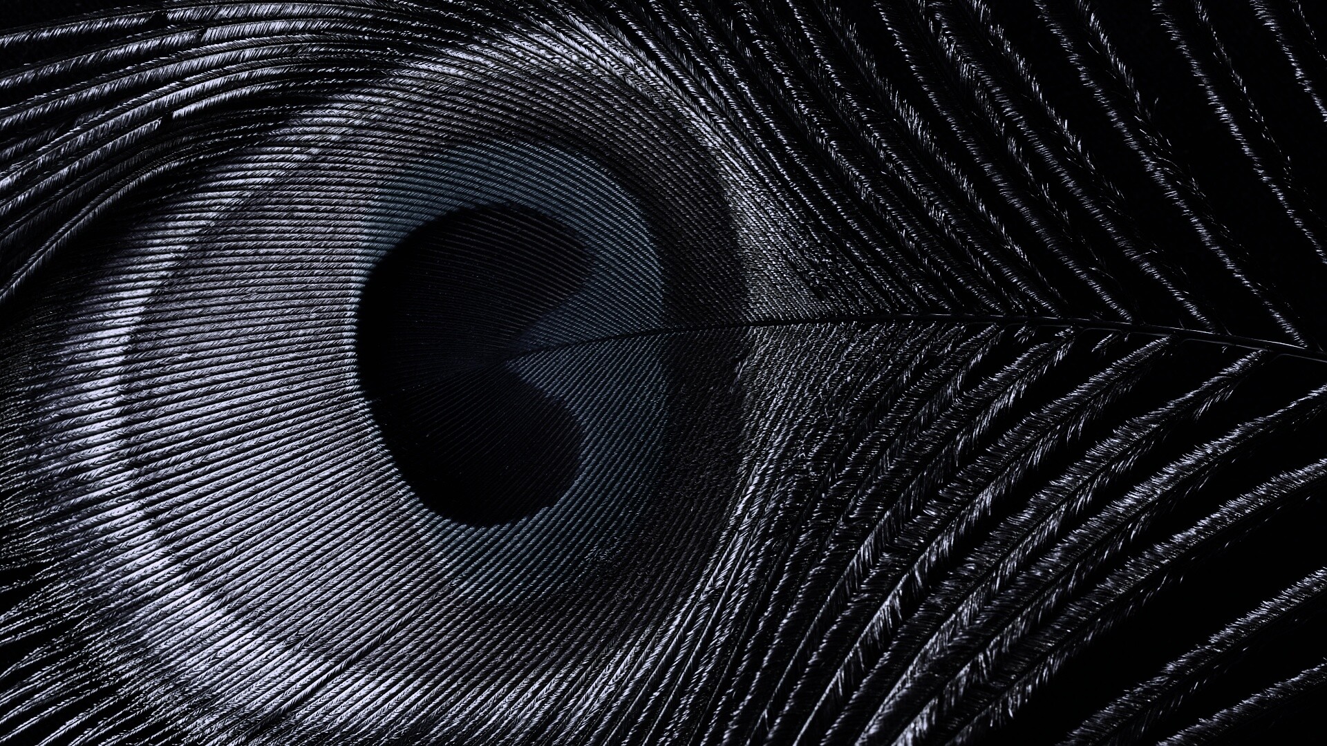 Перо павлина обои