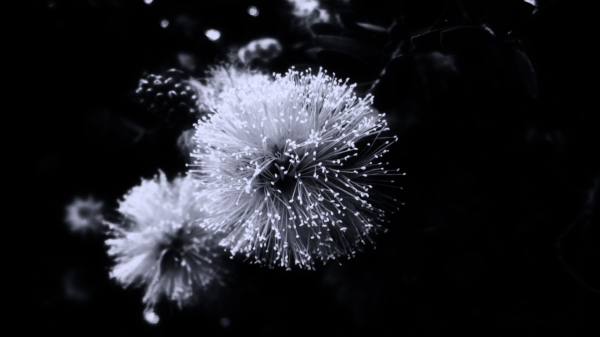 Сказочный цветок обои