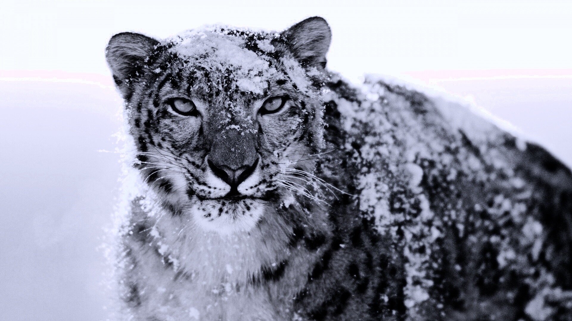 Снежный леопард обои
