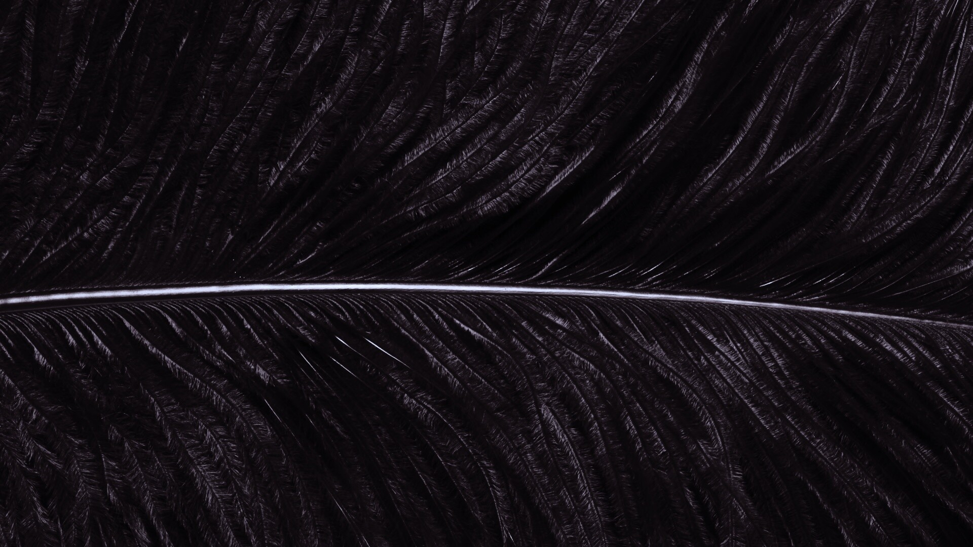 Перо попугая обои