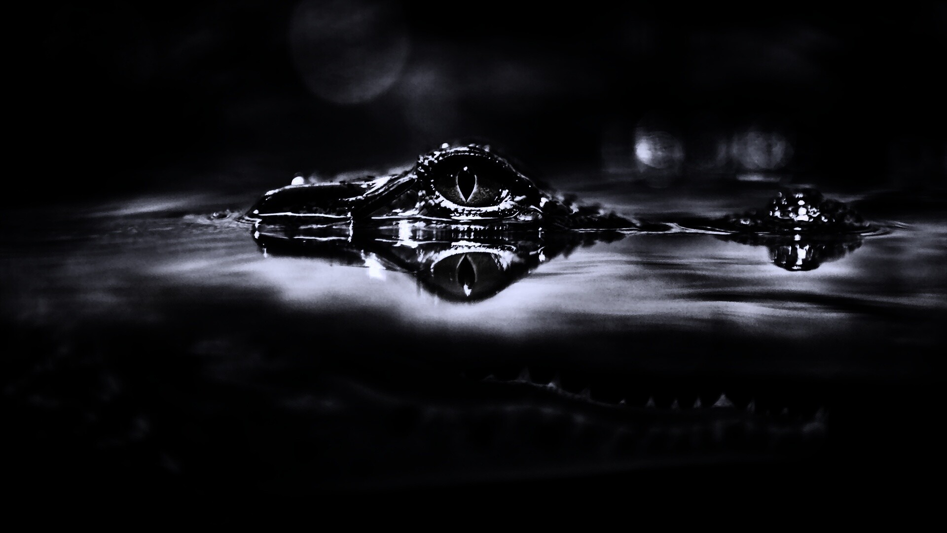 Глаз крокодила обои