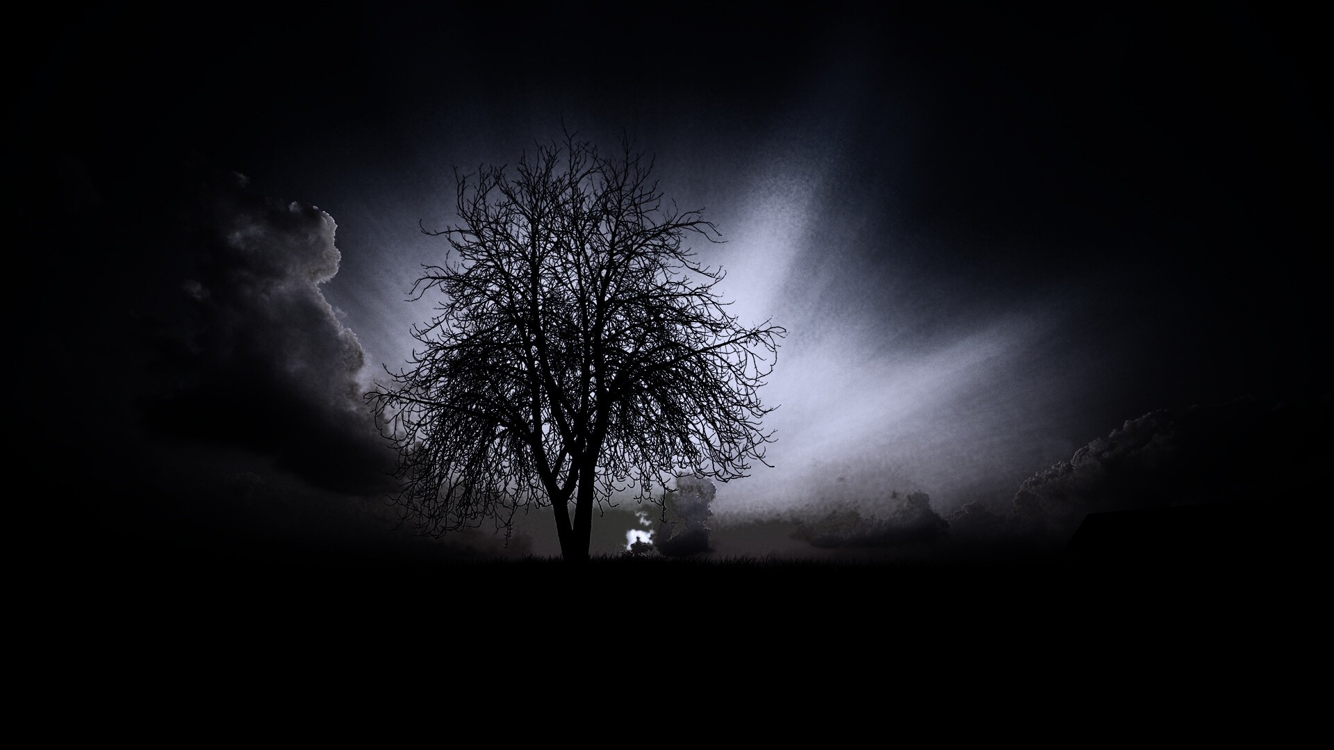 Дерево на закате обои