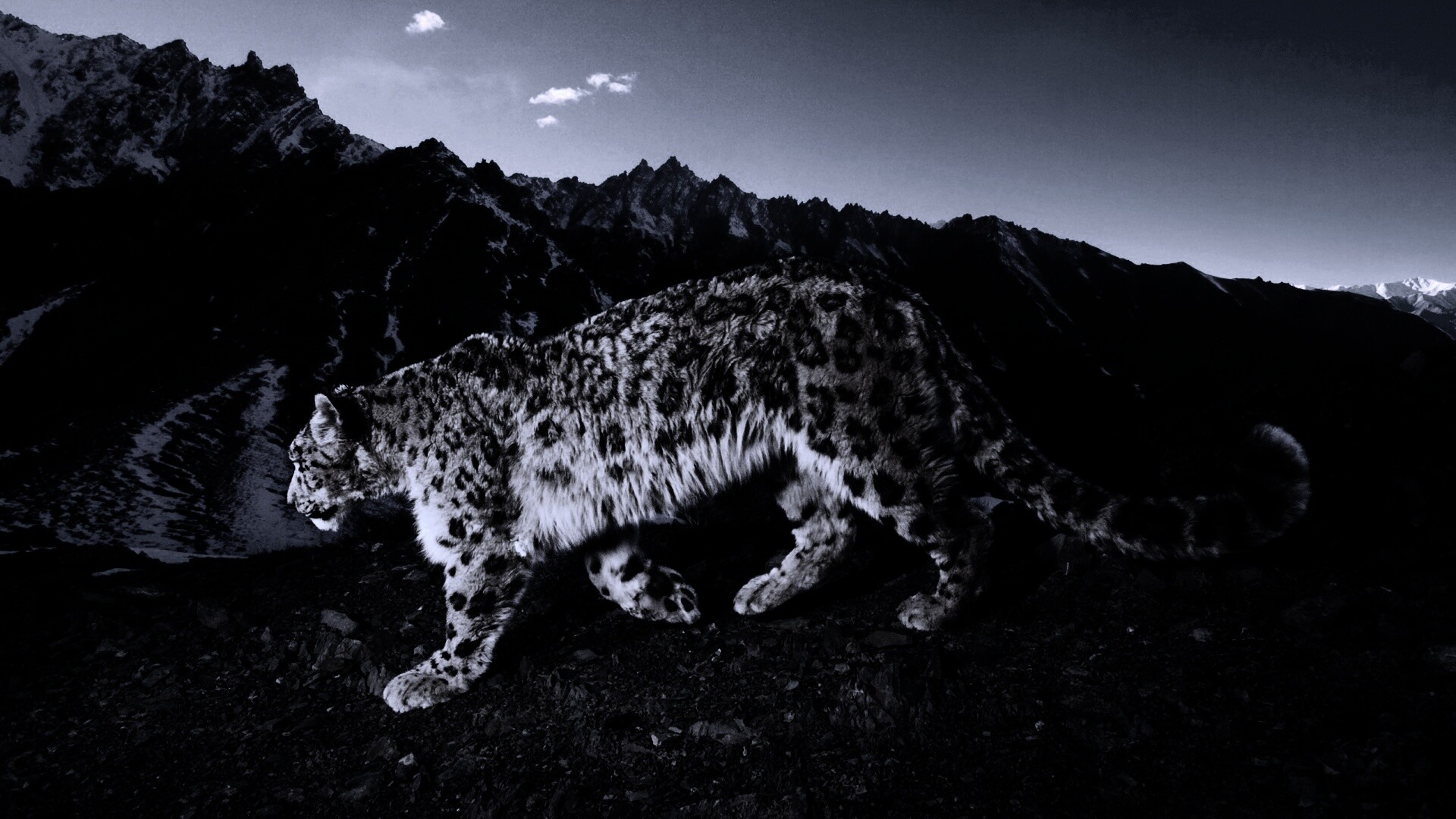 Леопард обои