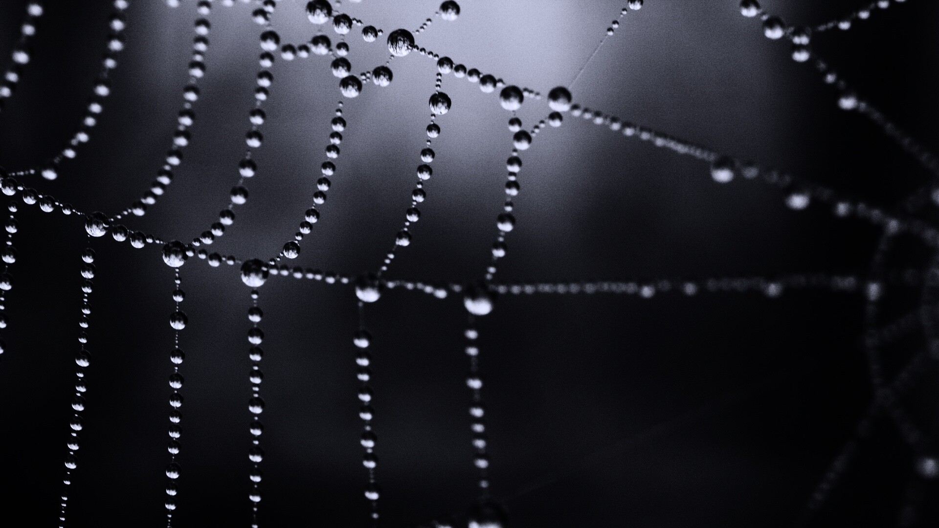 Капли на паутине обои