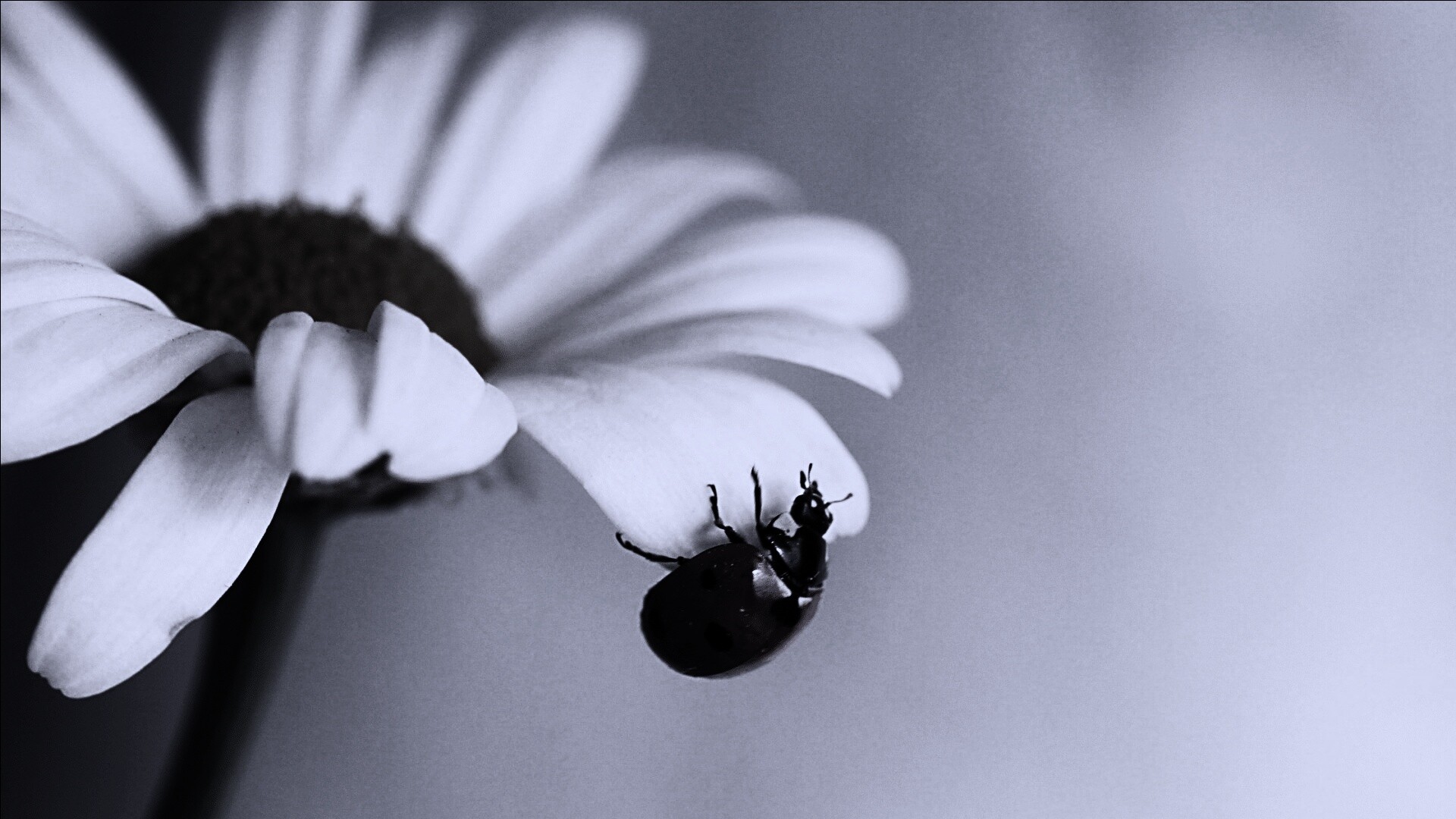 В гости к ромашке обои