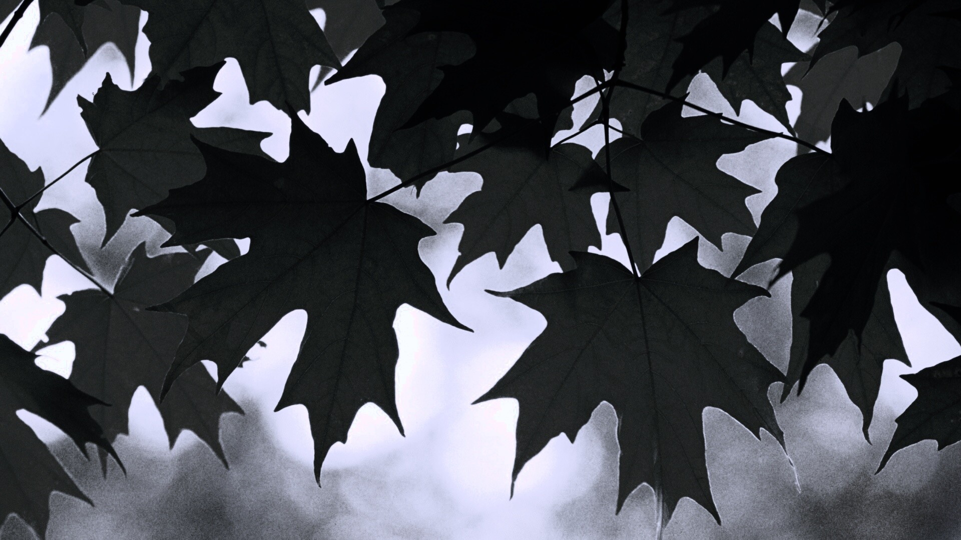 Кленовые листья обои