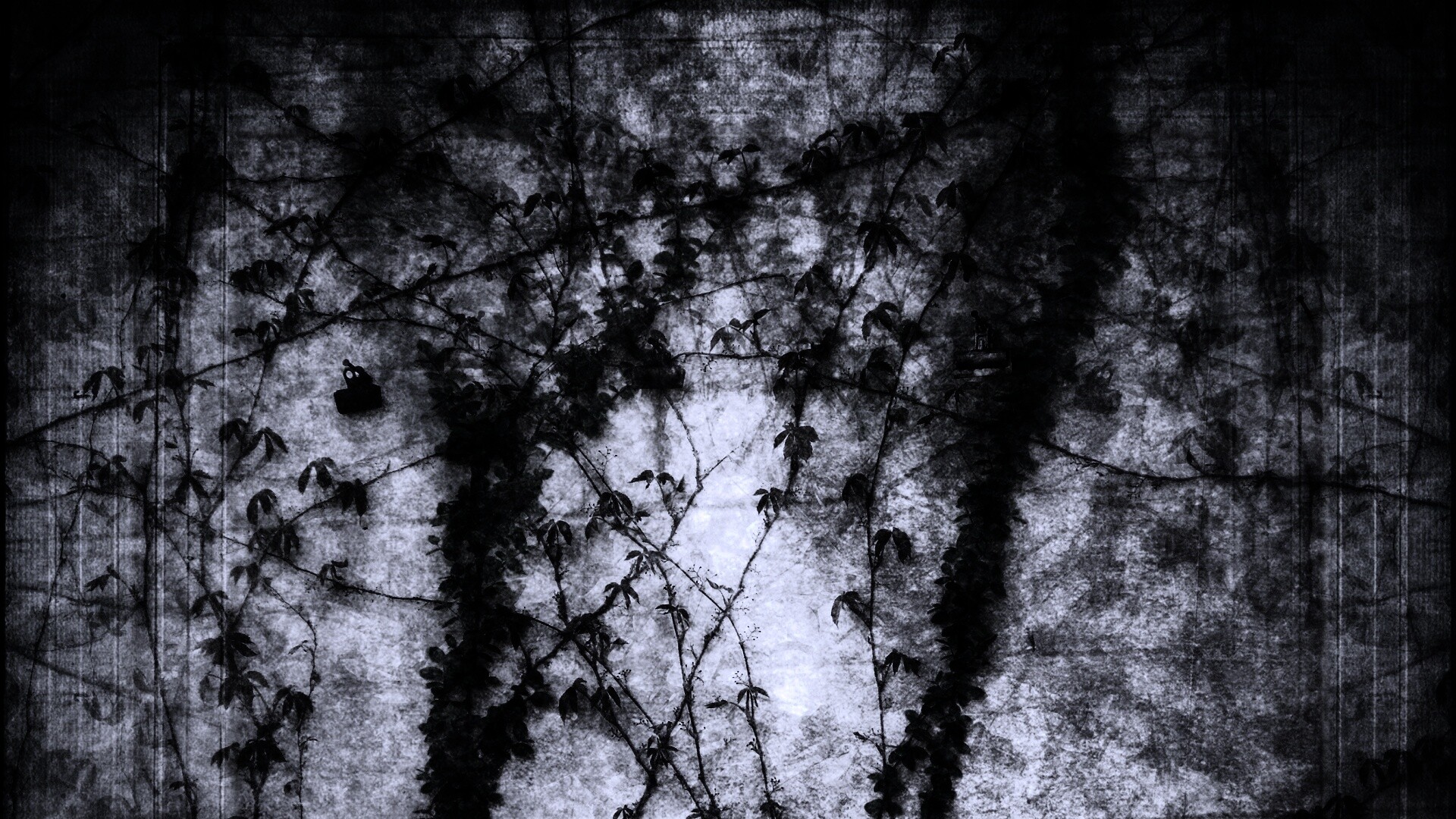 Растение на стене обои