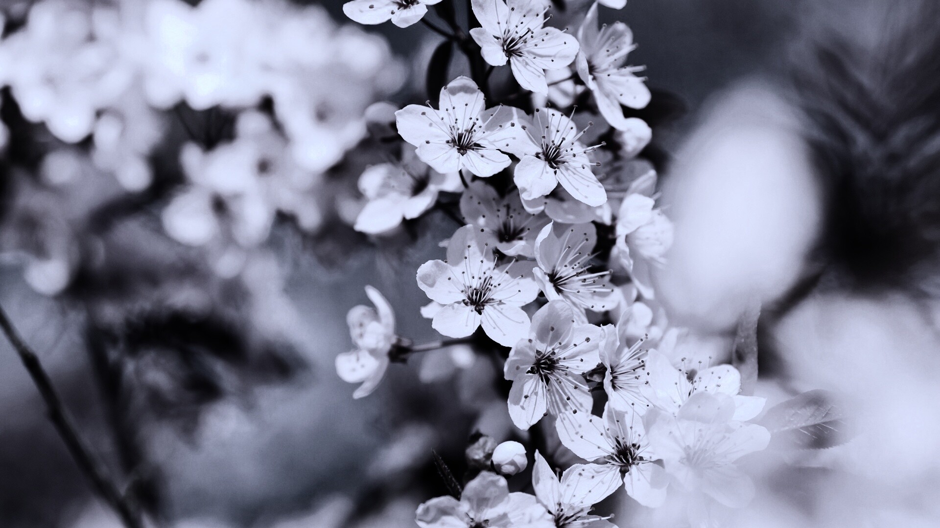 Цветение вишни обои