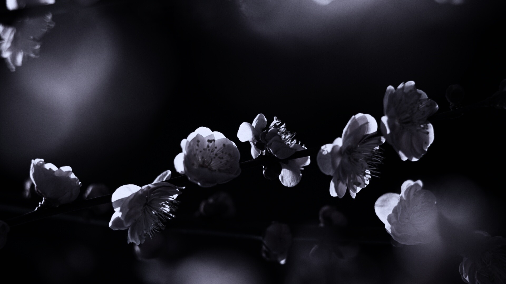 Цветущая вишня обои