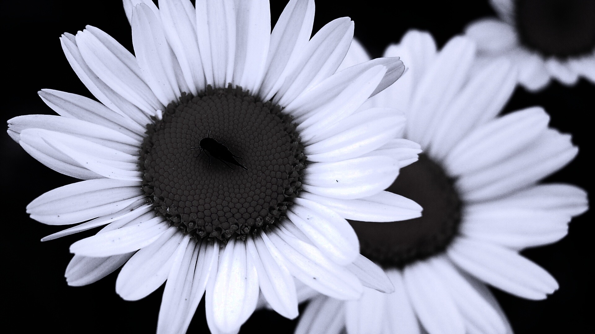 Ромашки обои