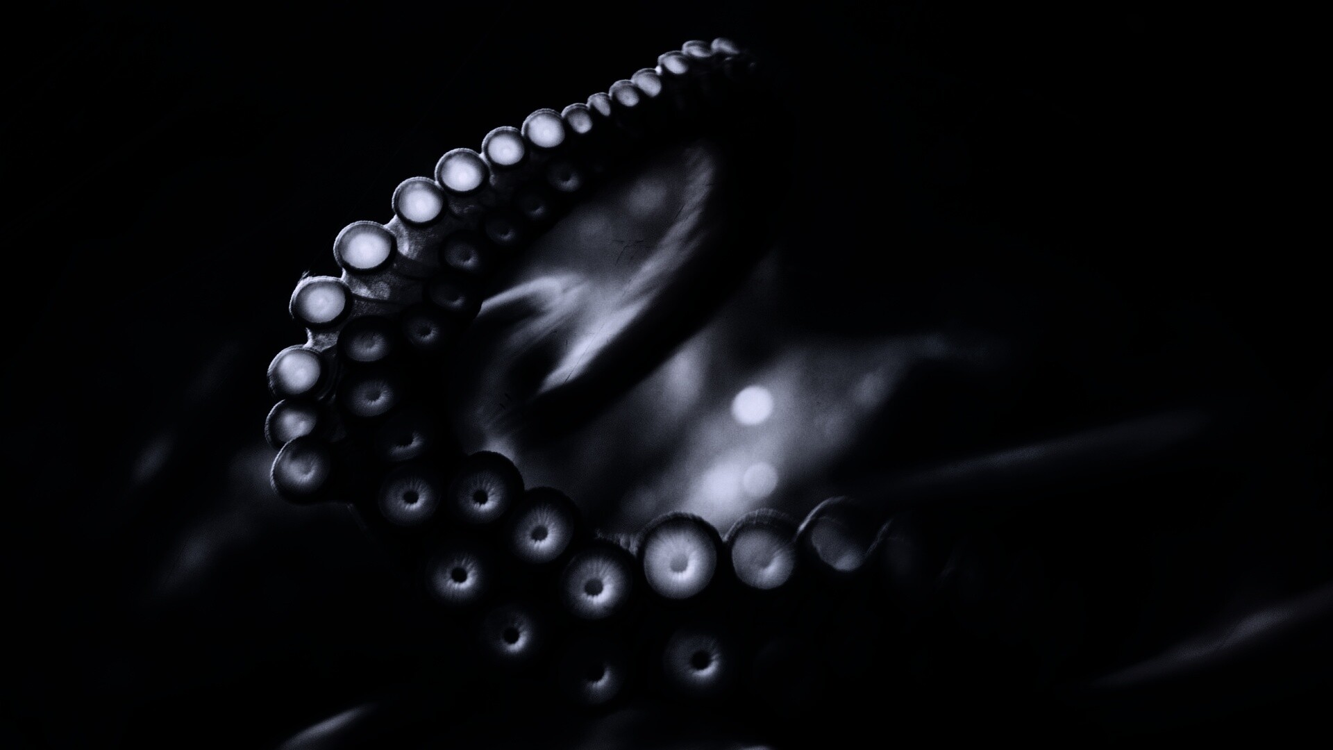 Щупальце обои