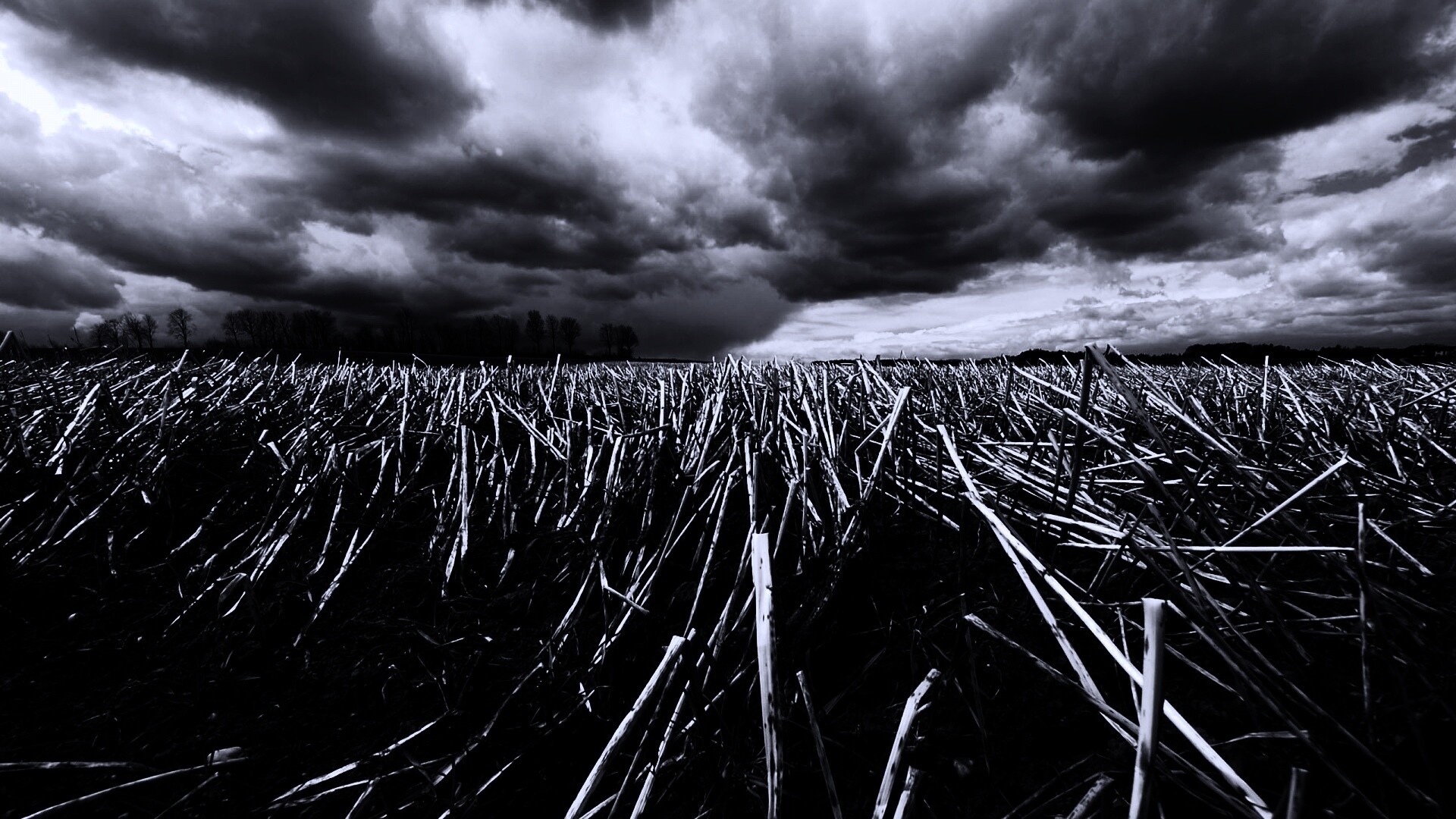 Убранное поле обои