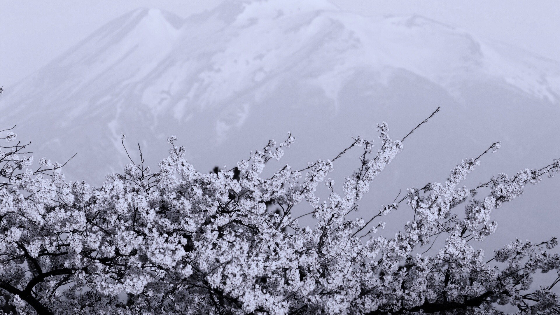 Цветение вишни в горах обои