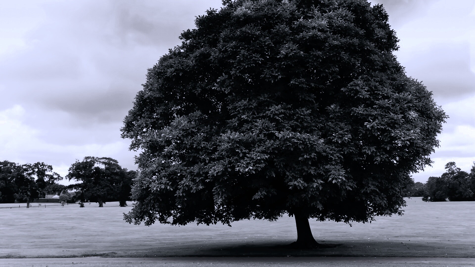 Зеленое ирландское дерево обои