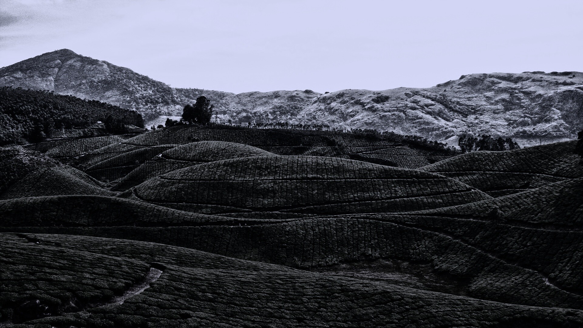 Плантации в Индии обои