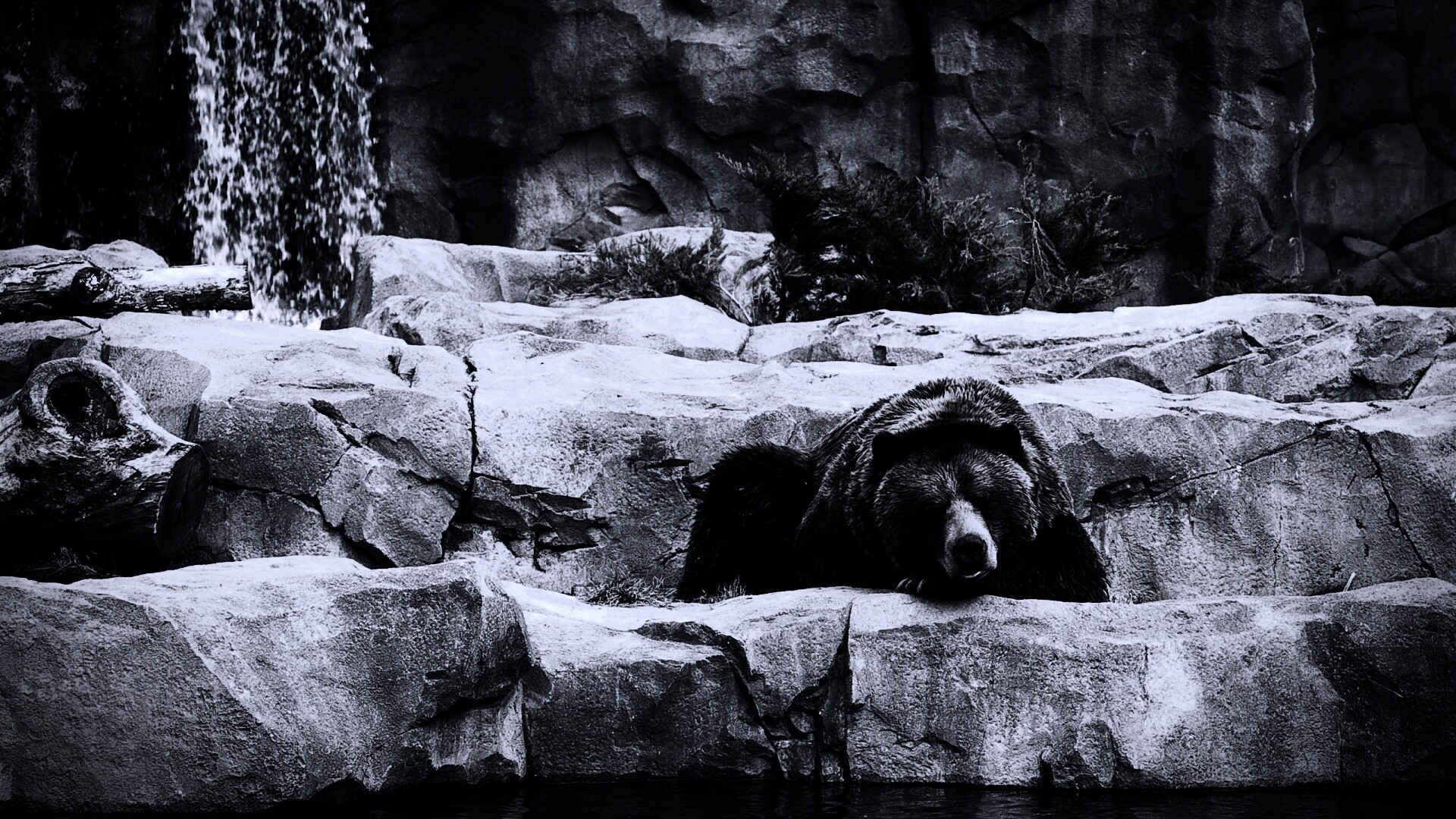 Медведь обои