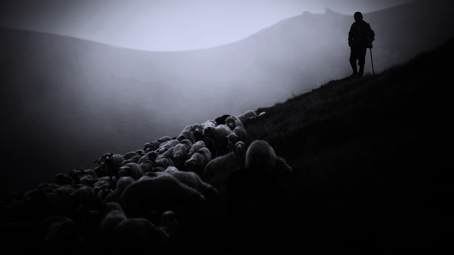 Пастух и стадо обои