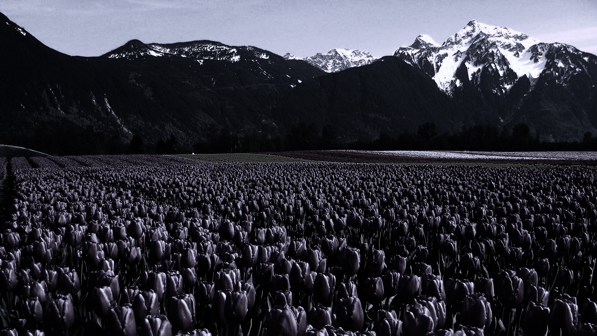 Поле тюльпанов обои