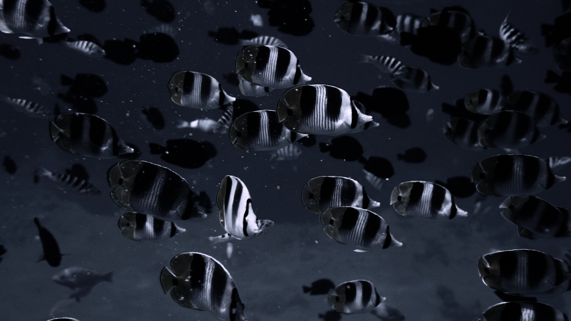 Косяк тропических рыбок обои