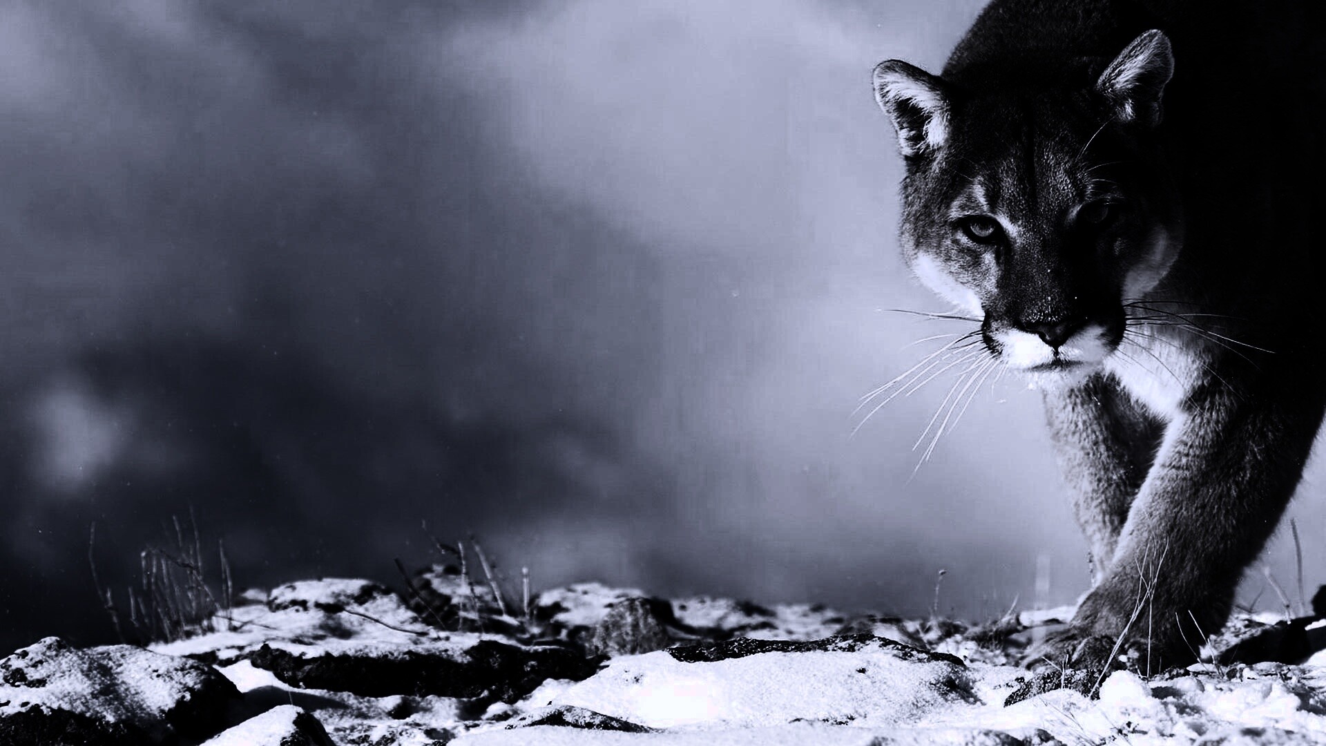 Пума с грозным взглядом обои